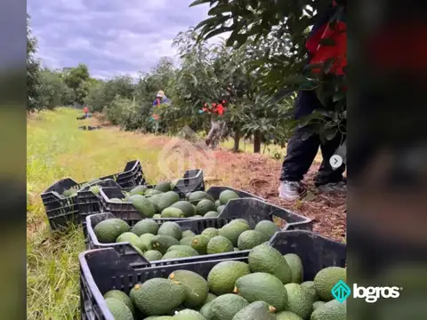 Aguas Blancas, Oran 100