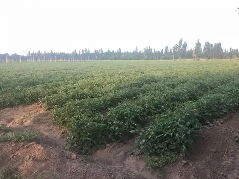 Venta de FINCA, GENERAL ALVEAR, MENDOZA.