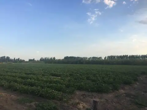 Venta de FINCA, GENERAL ALVEAR, MENDOZA.