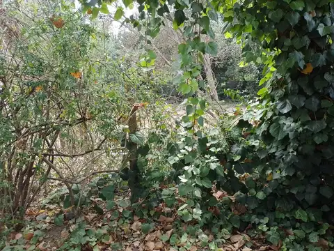 Terreno en Venta en William Morris, USD 110.000