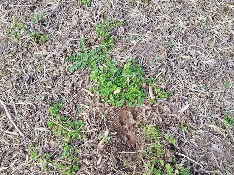 Campo agrícola 325 ha sobre Ruta 31, entre Salto y Rojas