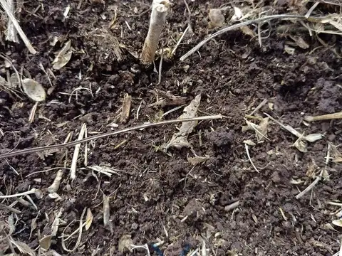 Campo agrícola 325 ha sobre Ruta 31, entre Salto y Rojas