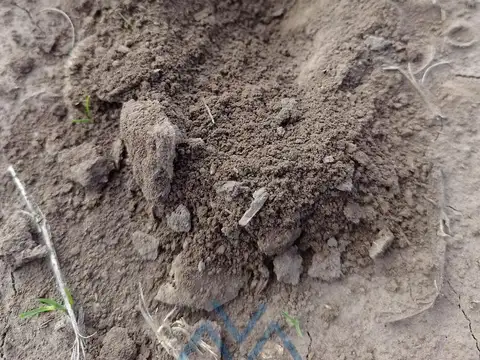 Campo Agrícola 325 Has. I, II y III Sobre Ruta 31 Entre Salto y Rojas, Buenos Aires, Argentina
