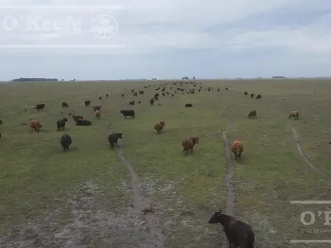 Campo Mixto en Genaral Alvear. 3100 Has armadas sobre Ruta. Excelente unidad de negocio.