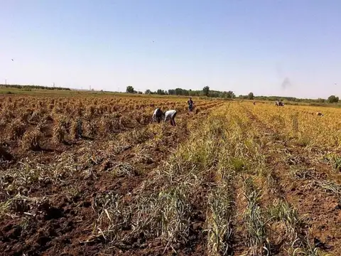 FINCA EN VENTA SAN CARLOS