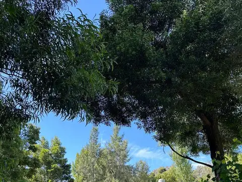 DE LOS ALERCES 100