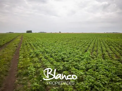 Campo  en Venta en Villa Mercedes, Pedernera, San Luis