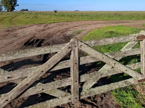 Campo en Venta de 300  ha