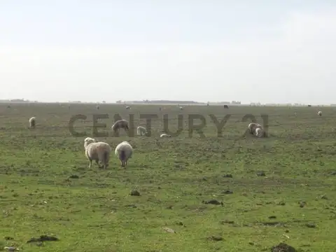 Campo en Venta de 467  ha