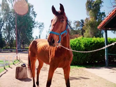 Haras Santa Maria Escobar