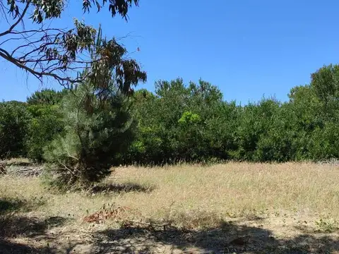 Paseo 100