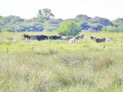 CERCA de Rosario, ganadero con riego de río
