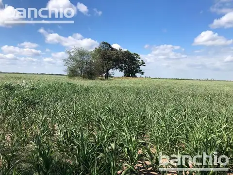 100 ha Agrícolas en Sastre