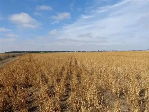 Campo  en Alquiler en Justo Daract, San Luis, Argentina
