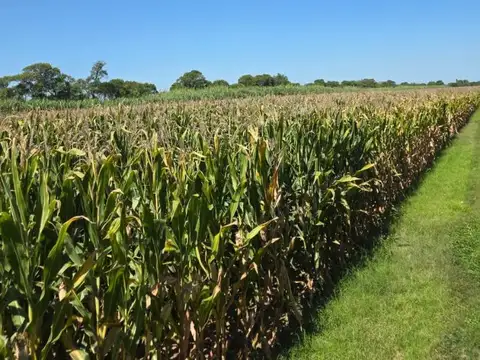 Venta campo agricola con casa y galpon 118 HAS CNO60 cuadras