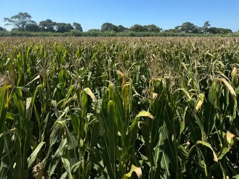 11 De Septiembre