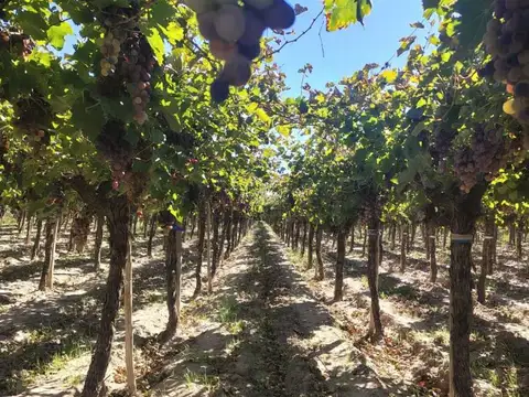 Campo en Venta de 46  ha