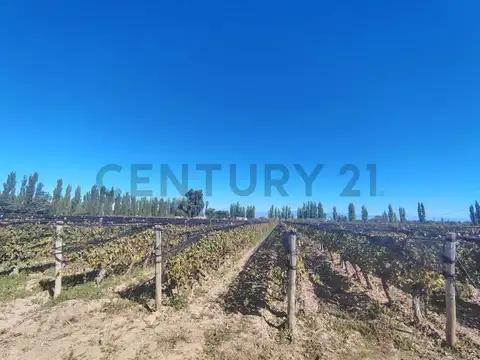 Finca Productiva en venta en Mendoza Maipu