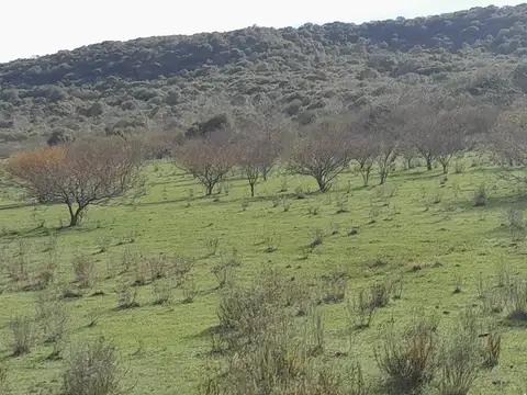 VENTA CAMPO TACUAREMBÓ 243 HECTAREAS