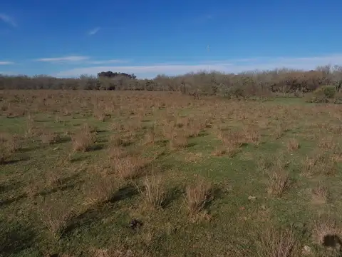 VENTA CAMPO TACUAREMBÓ 243 HECTAREAS