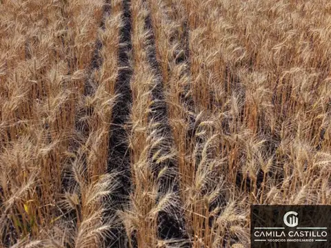 Campo en venta de 305 ha ubicado en Daireaux