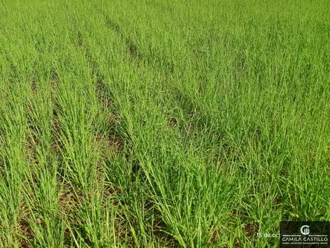 Campo en venta de 305 ha ubicado en Daireaux