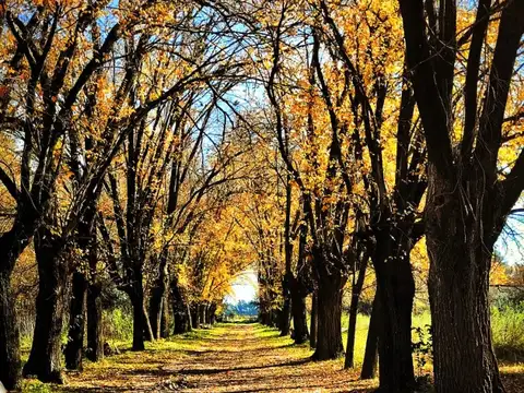 CAMPO 5,5 HA EN CAPILLA DEL SEÑOR - SOBRE RUTA 192 PINARES
