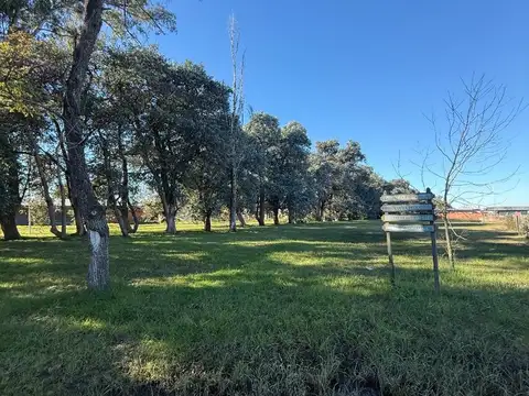 Tordillo
