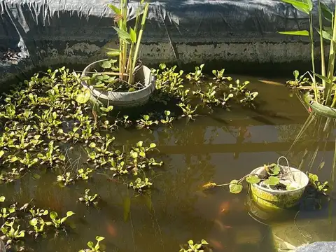 Campo en Venta Mixto