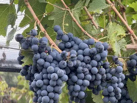 Cochabamba, Agrelo, Lujan de Cuyo