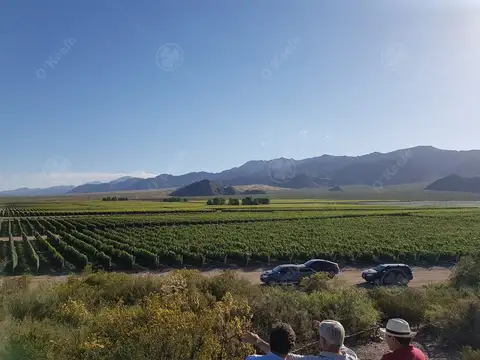 Finca de 23 Has en venta en Mendoza  - Viñedo Premium de Altura