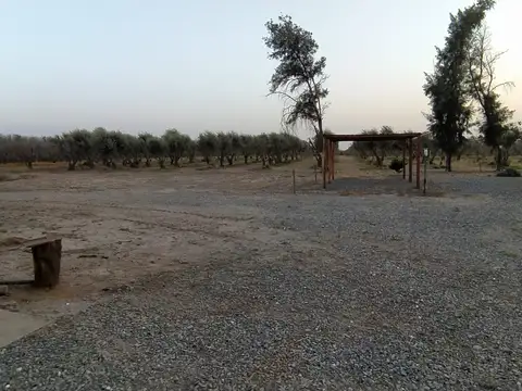 Campo con Olivos en Catamarca