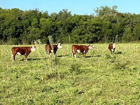 Terreno en Alquiler en San Gustavo, $ 7.000