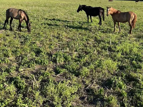 Terreno en Alquiler en San Gustavo, $ 7.000