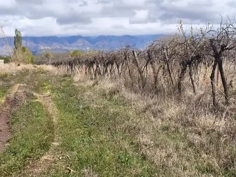 Chacra en Venta 4 Has San Carlos Valle de Uco