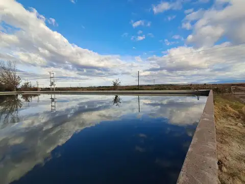 Venta de finca productiva 50 ha, Medrano, Mendoza