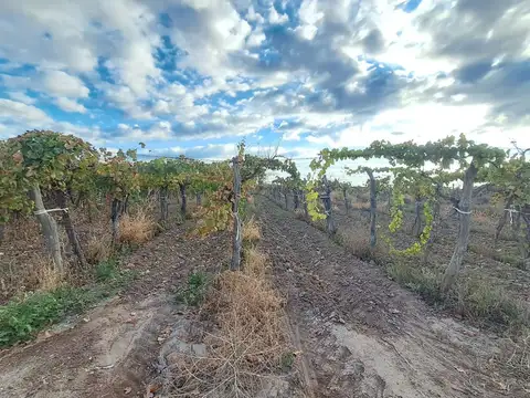 Venta de finca productiva 50 ha, Medrano, Mendoza
