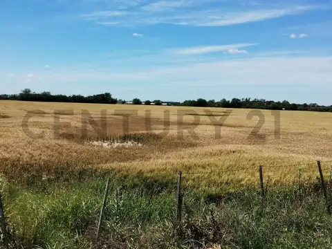 VENTA CAMPO RUTA 7 CARMEN DE ARECO