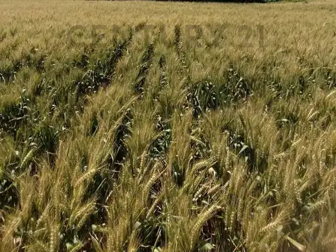 Venta Campo 13.5 Has Carmen de Areco