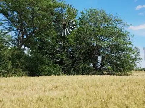 Venta Campo 13.5 Has Carmen de Areco