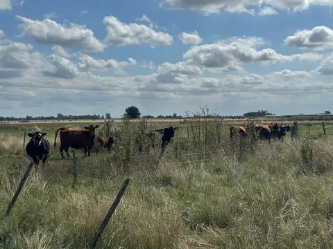 Campo en venta km. 69 de la ruta 2 partido de La Plata