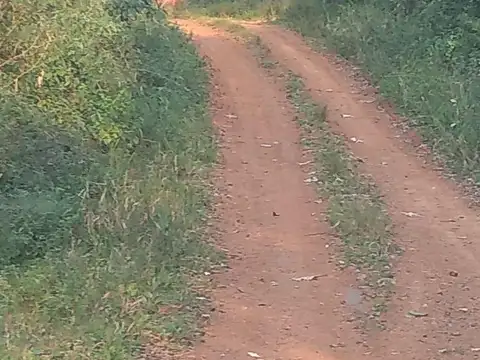 Campo de 30 Has con Pinos de 15 Años