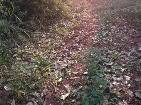 Campo de 30 Has con Pinos de 15 Años