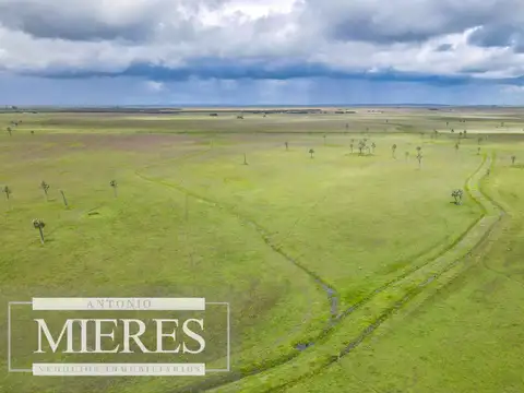 Campo en Rocha ganadero agrícola 125ha