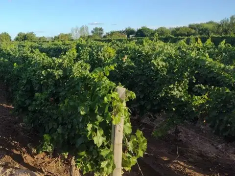 Century21 López ofrece a la venta Finca Productiva en Montecaseros, San Martín, Mendoza.