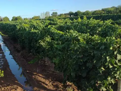 Century21 López ofrece a la venta Finca Productiva en Montecaseros, San Martín,
