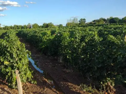 Century21 López ofrece a la venta Finca Productiva en Montecaseros, San Martín,