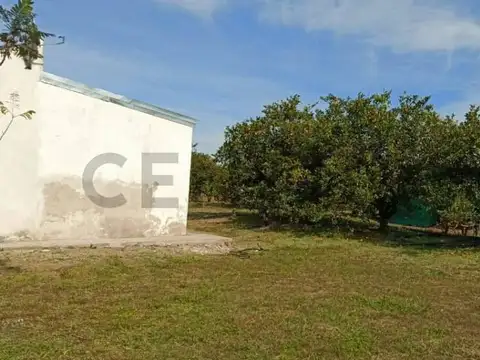 Campo y casa en venta, con plantacion de limones. Bella Vista, Corrientes.