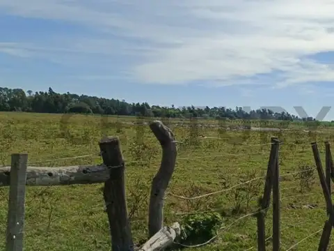 Campo y casa en venta, con plantacion de limones. Bella Vista, Corrientes.