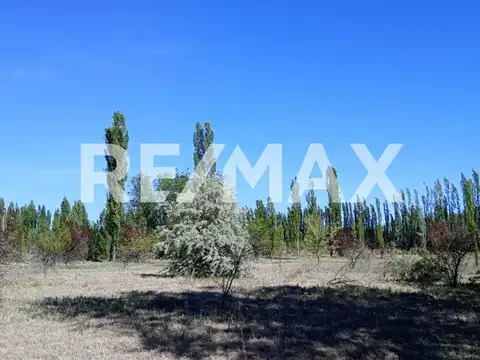 VENTA DE CHACRA EN CIPOLLETI SOBRE RUTA 151